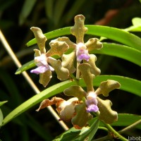 Vanda tessellata (Roxb.) Hook. ex G.Don